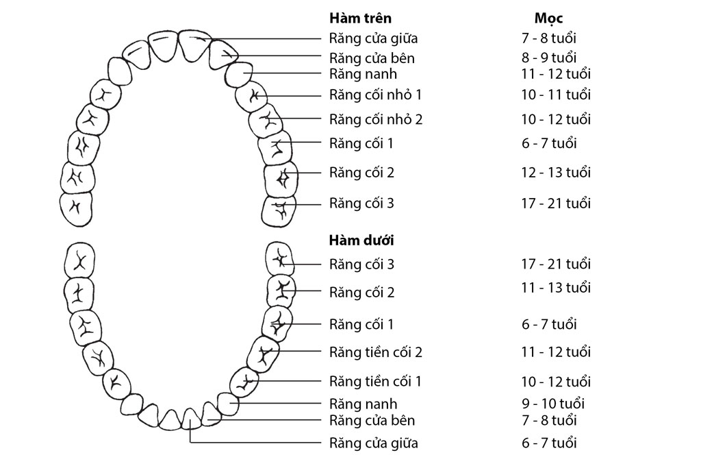 cấu trúc răng người