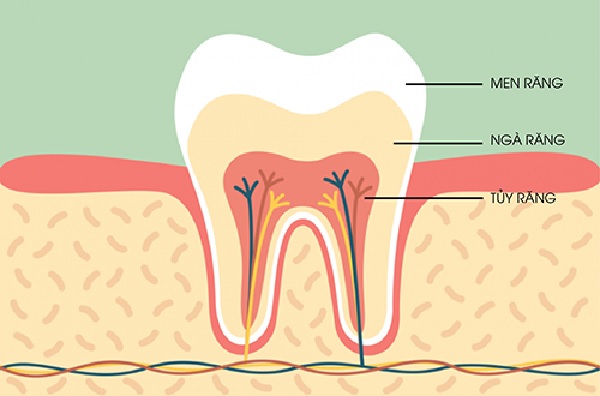 Các thành phần cấu tạo của răng