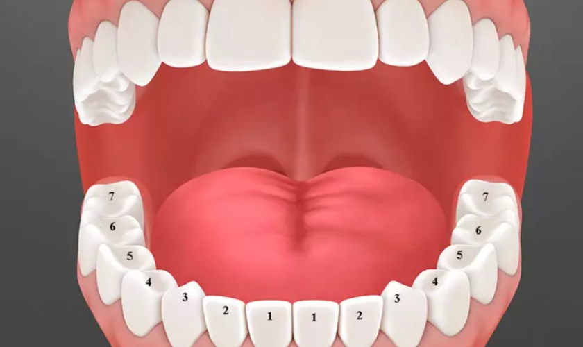 Nhổ răng nào khi niềng răng để đạt hiệu quả tốt nhất